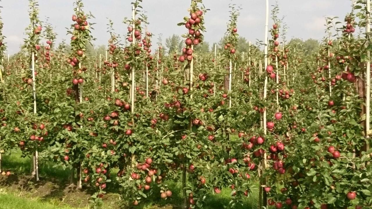 Ferienwohnung Auf Dem Bio Obsthof Twielenfleth Eksteriør bilde